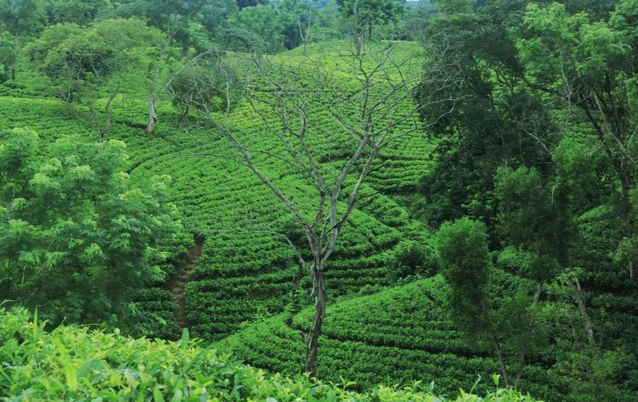 Tea estate hills near Sreemangal